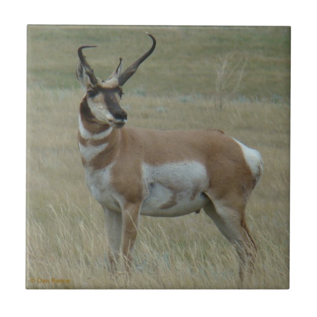 A37 Gabelantilope Krumme Hörner Fliese (Vorderseite)
