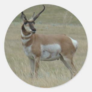 A37 Gabelbock Gabelantilopen Krumme Hörner Runder Aufkleber