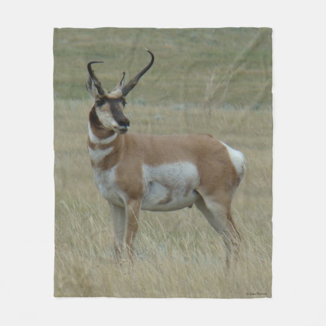 A37 Pronghorn Antelope Big Buck Crooked Horns Fleecedecke (Vorderseite)