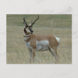 A37 Pronghorn Antelope Buck Crooked Horns Postkarte