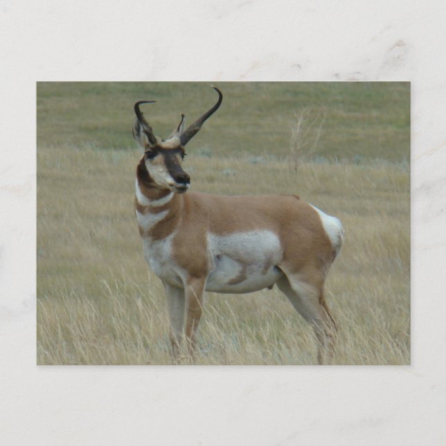 A37 Pronghorn Antelope Buck Crooked Horns Postkarte (Vorderseite)