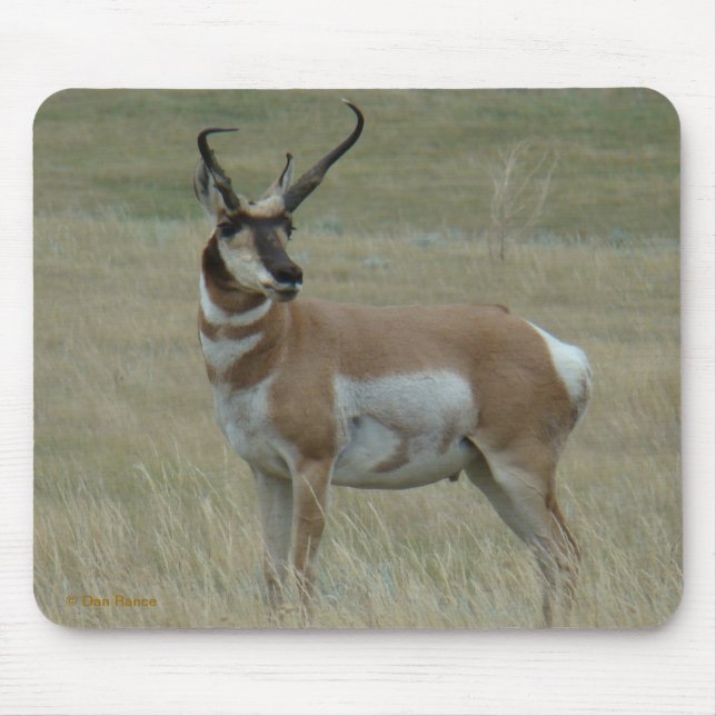 A37 Pronghorn Antelope Crooked Horns Mousepad (Vorne)