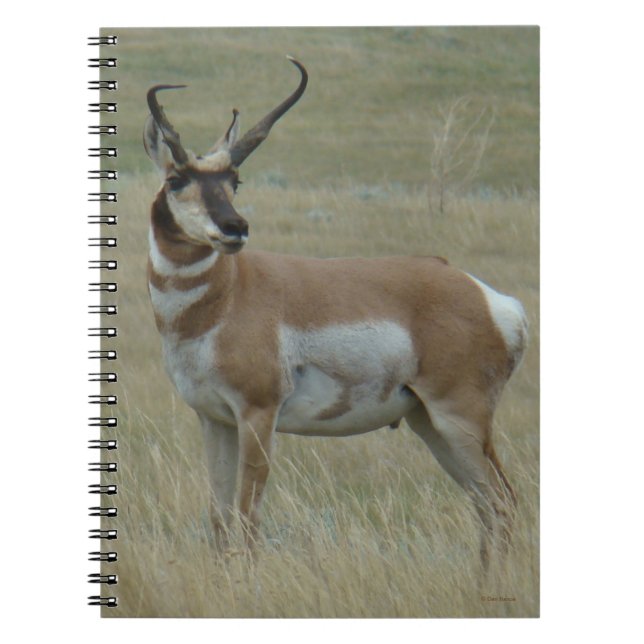 A37 Pronghorn Antelope Crooked Horns Notizblock (Vorderseite)