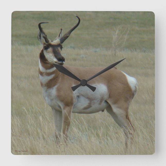 A37 Pronghorn Antilopen-gekrümmte Hörner Quadratische Wanduhr (Vorderseite)