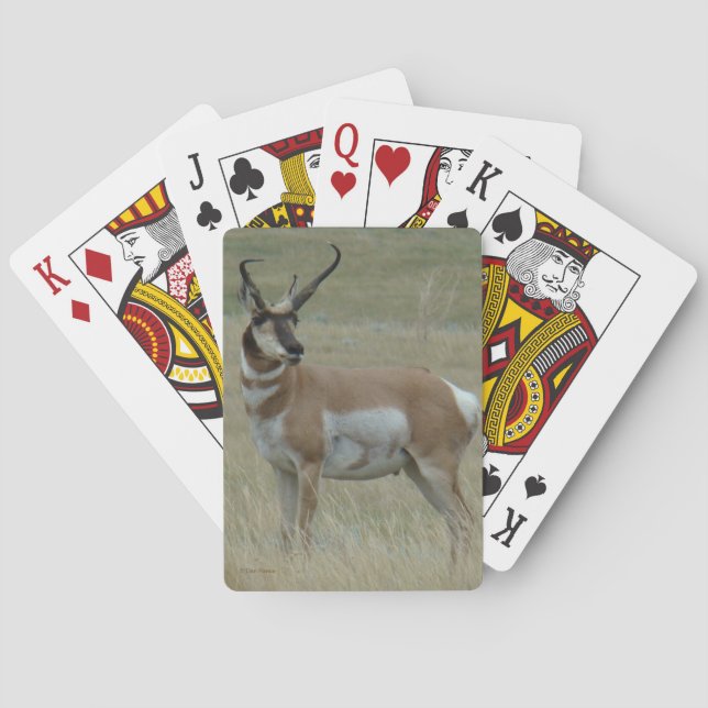 A37 Pronghorn Antilopen-viel Geld-gekrümmte Hörner Spielkarten (Rückseite)