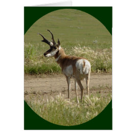 A39 Pronghorn Antelope Buck
