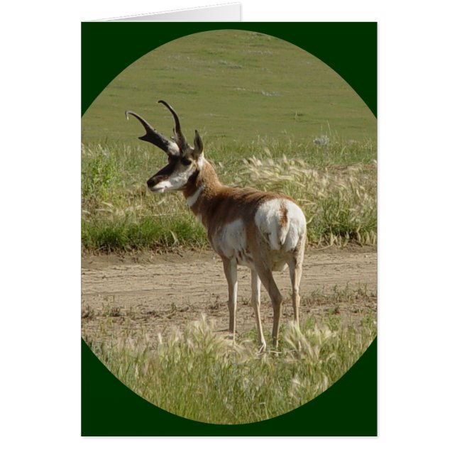 A39 Pronghorn Antelope Buck (Vorne)