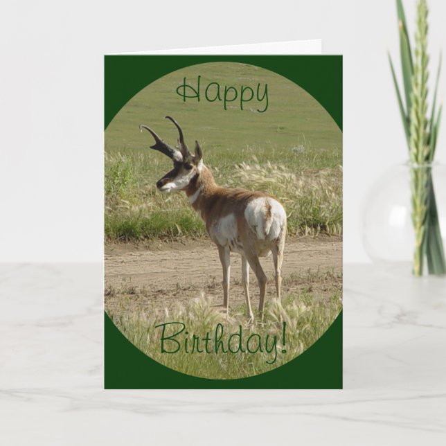 A39 Pronghorn Antelope Buck Karte (Vorderseite)
