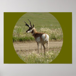 A39 Pronghorn Antelope Buck Poster