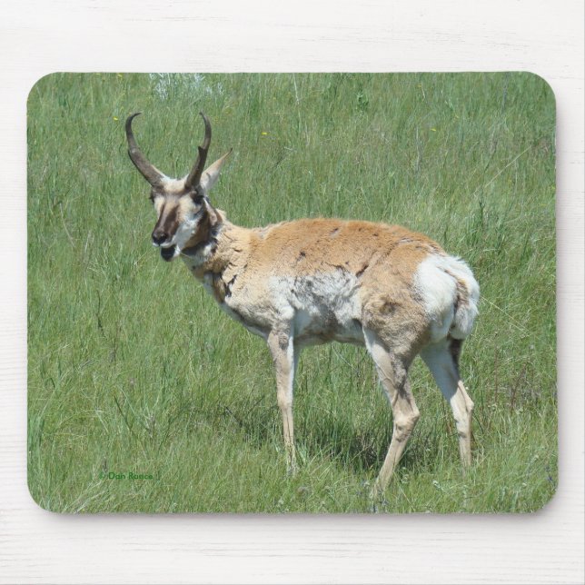 A3 Pronghorn Antelope Buck Mousepad (Vorne)