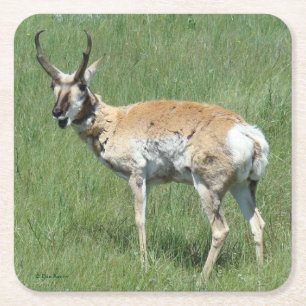 A3 Pronghorn Antelope Chewing Rechteckiger Pappuntersetzer