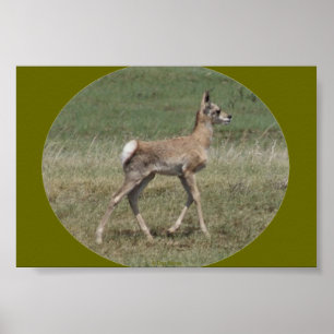 A42 Baby Pronghorn Antelope Poster