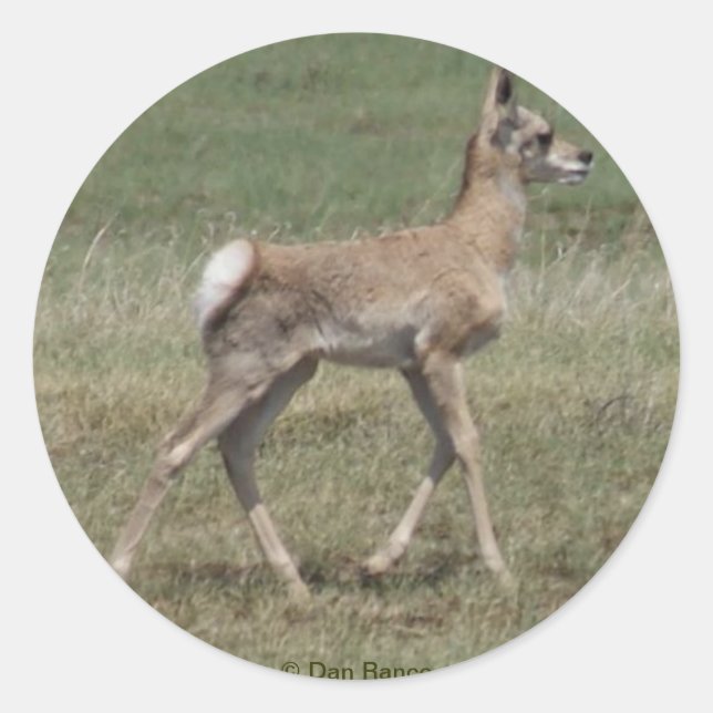 A42 Baby Pronghorn Antelope Runder Aufkleber (Vorderseite)