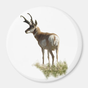 A43 Gabelbockbock Magnet