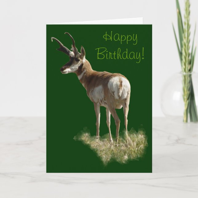 A43 Pronghorn Antelope Buck Karte (Vorderseite)