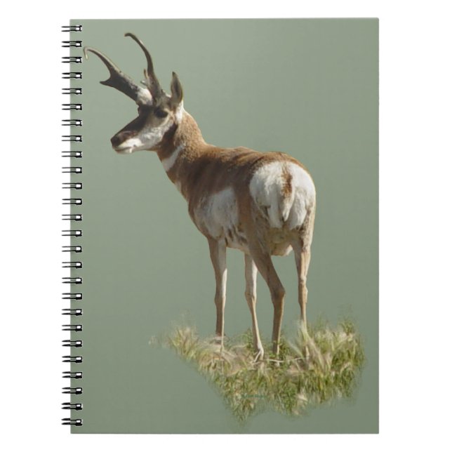 A43 Pronghorn Antelope Buck Notizblock (Vorderseite)