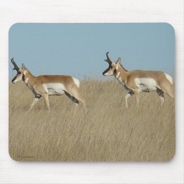 A45 Pronghorn Antelope Bucks Mousepad (Vorne)