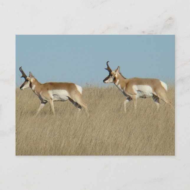 A45 Pronghorn Antelope Bucks Postkarte (Vorderseite)