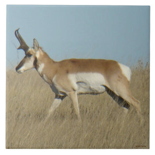 A45a Pronghorn Antelope Buck Fliese