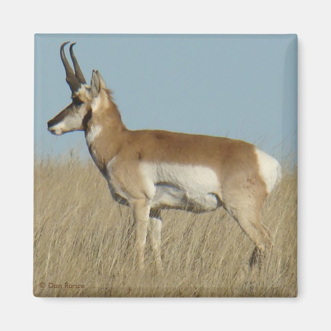 A46 Pronghorn Antelope Magnet (Vorne)