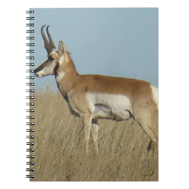 A46 Pronghorn Antelope Notizblock (Vorderseite)