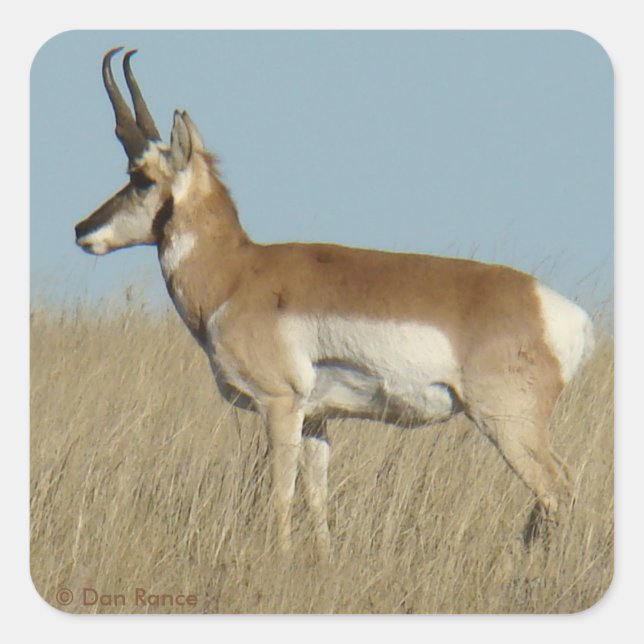 A46 Pronghorn Antelope Quadratischer Aufkleber (Vorderseite)