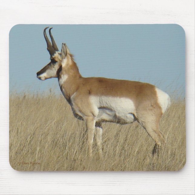 A46 Pronghorn Antilope Mousepad (Vorne)