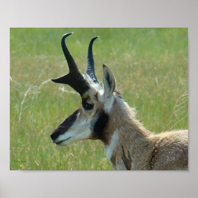 A47 Gabelbock Großer Bock Kopf Profil Poster (Vorne)