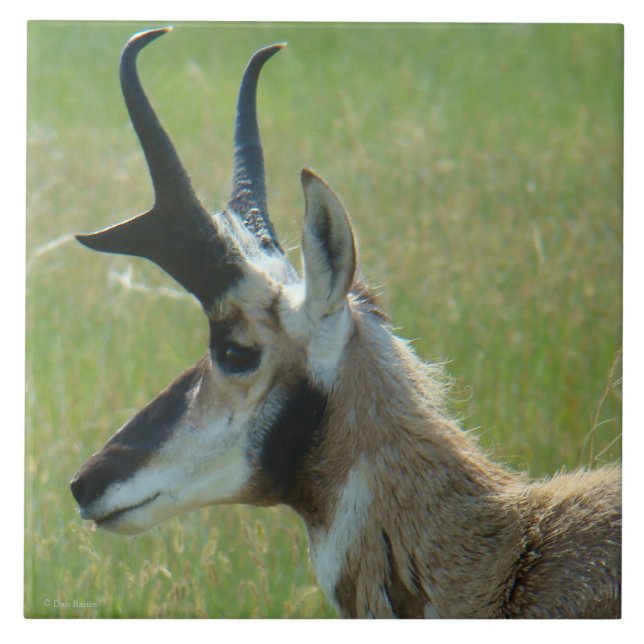 A47 Pronghorn Antelope Big Buck Head Profil Fliese (Vorderseite)