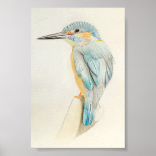 A4 Beautiful Kingfisher Pencil Drawing Print Poster