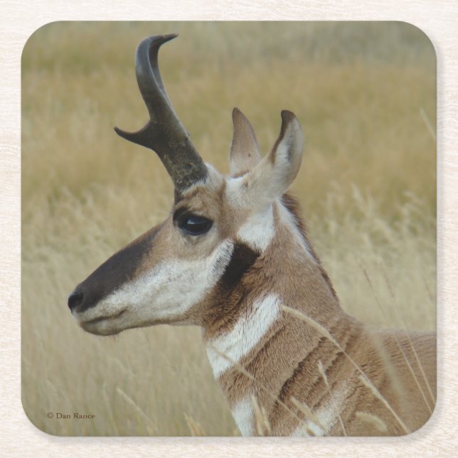 A4 Pronghorn Antelope Buck Kopf Profil Rechteckiger Pappuntersetzer (Vorderseite)