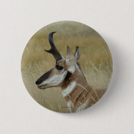 A4 Pronghorn Antelope Button