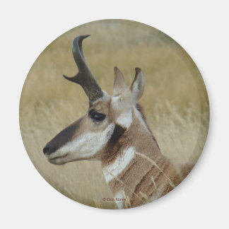 A4 Pronghorn Antelope Young Buck Head Shock Profil Magnet
