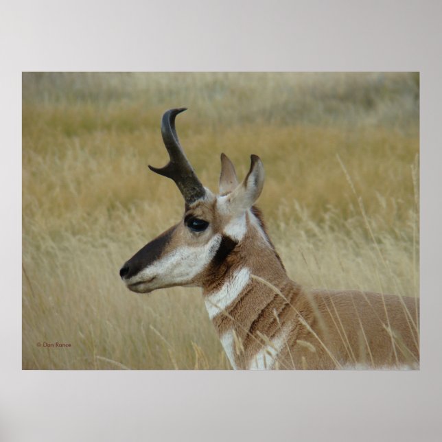 A4 Pronghorn Antelope Young Buck Head Shock Profil Poster (Vorne)