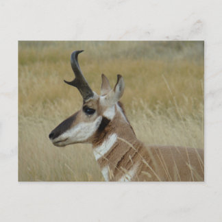A4 Pronghorn Antelope Young Buck Head Shock Profil Postkarte