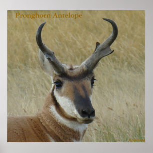 A5 Pronghorn Antelope Big Buck Head Shock Poster