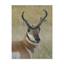 A5 Pronghorn Antelope Big Buck Head Shock