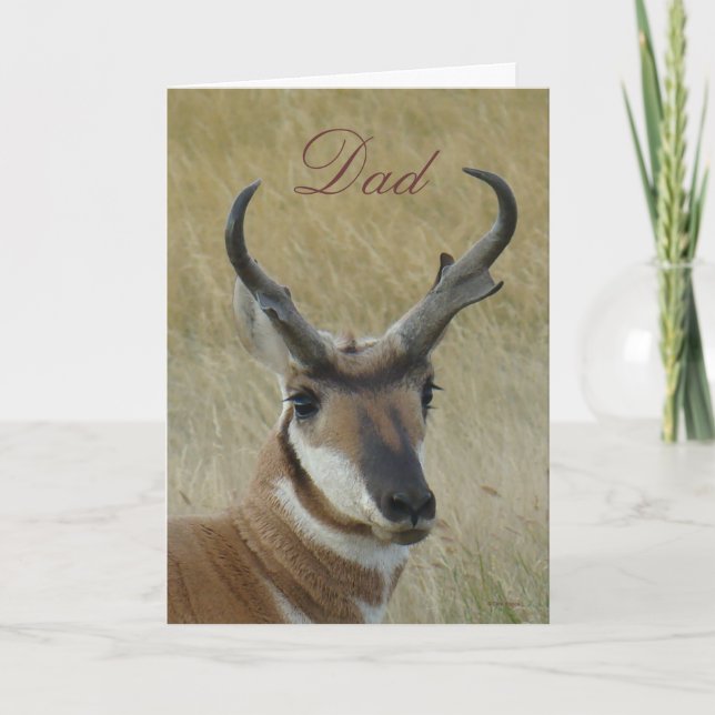 A5 Pronghorn Antelope Buck Shock Karte (Vorderseite)