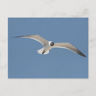 A5 Seagull-Postkarte Postkarte