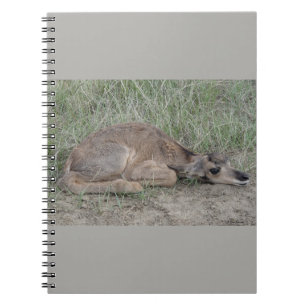A6 Baby Gabelantilope Notizblock