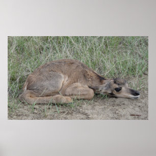 A6 Baby Gabelantilope Poster