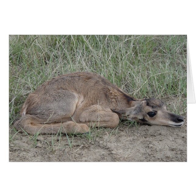 A6 Baby Pronghorn Antelope (Vorderseite (Horizontal))