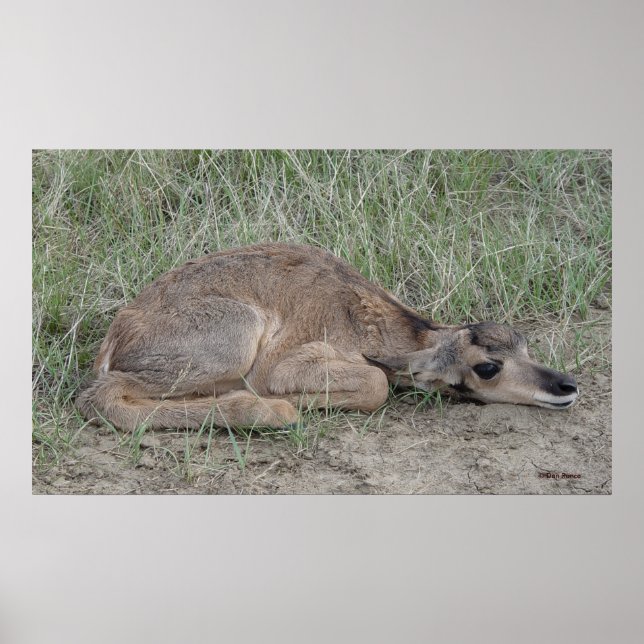 A6 Baby Pronghorn Antelope Poster (Vorne)