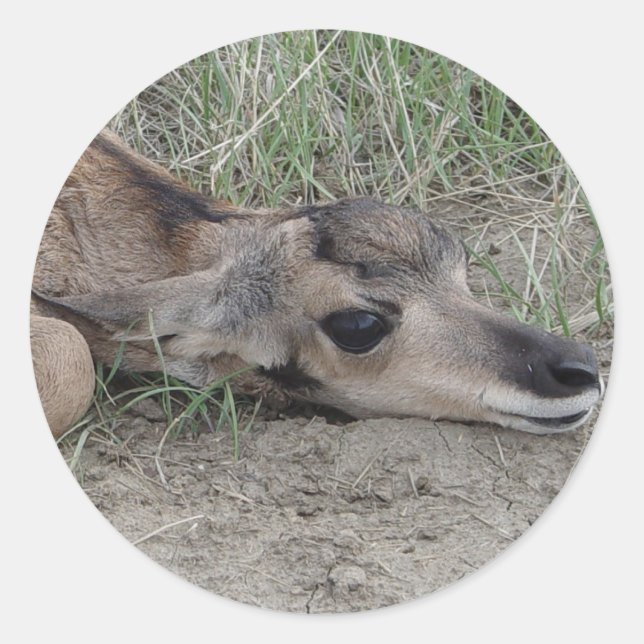 A6 Baby Pronghorn Antelope Runder Aufkleber (Vorderseite)