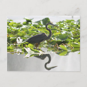 A6 Great Heron Postcard Postkarte