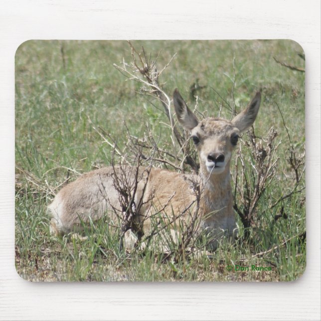 A7 Baby Gabelantilope Mousepad (Vorne)
