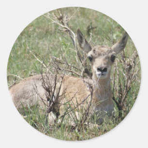 A7 Baby Gabelbock Kopf hoch Runder Aufkleber