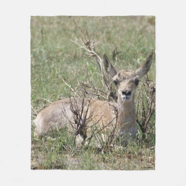 A7 Baby Pronghorn Antelope Fleecedecke (Vorderseite)