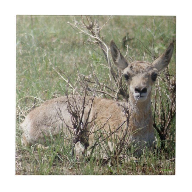 A7 Baby Pronghorn Antelope Fliese (Vorderseite)