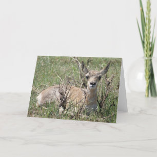 A7 Baby Pronghorn Antelope Karte